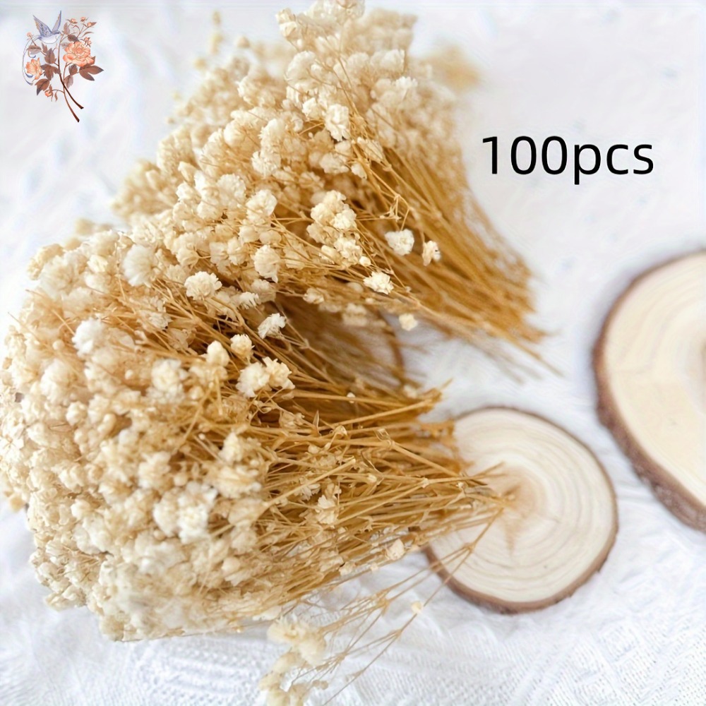 100pcs Mini Dried Baby's Breat - Craft Embellishment review and price
